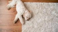 Carpet Cleaning Glen Waverley image 4